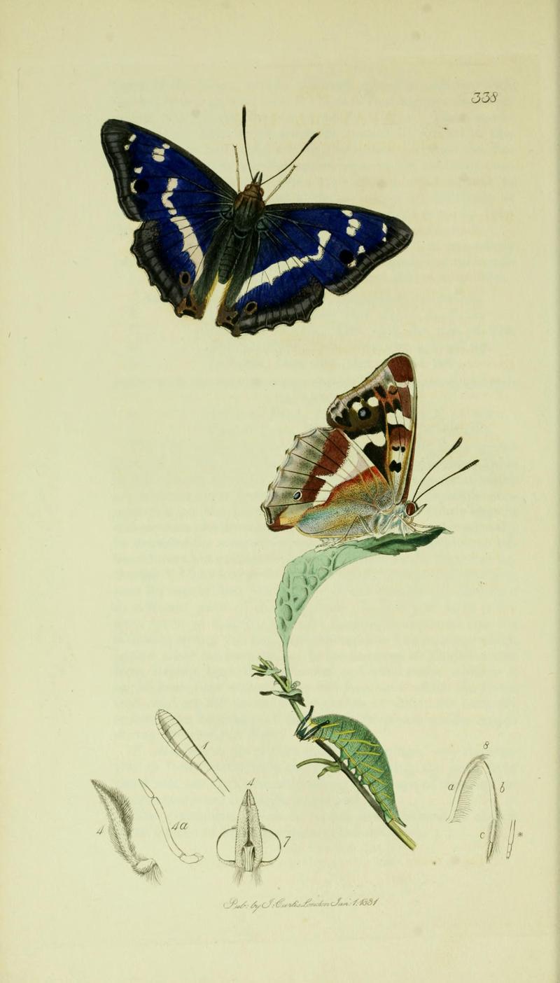 Britishentomologyvolume5Plate338