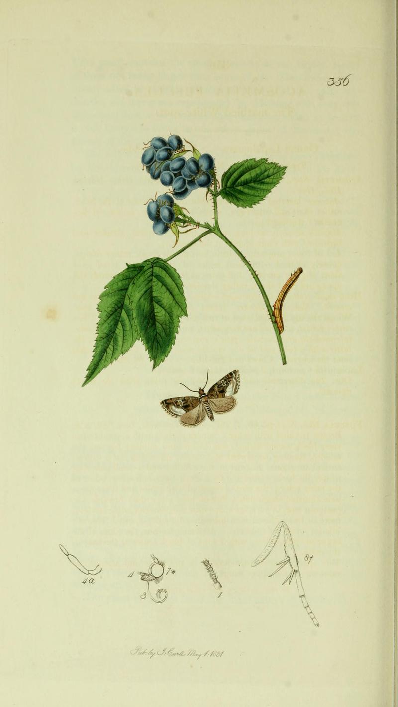 Britishentomologyvolume5Plate356