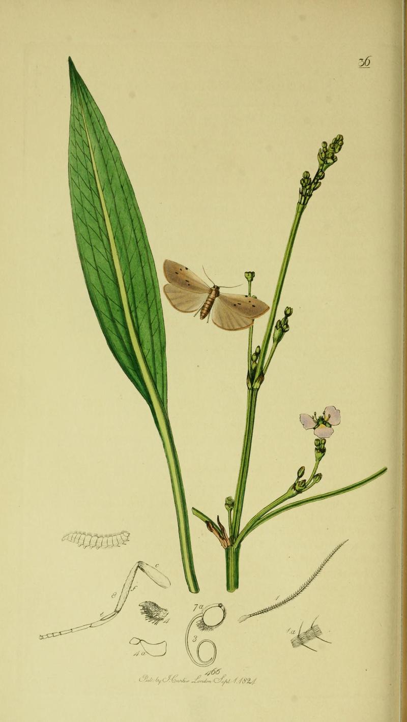 Britishentomologyvolume5Plate36