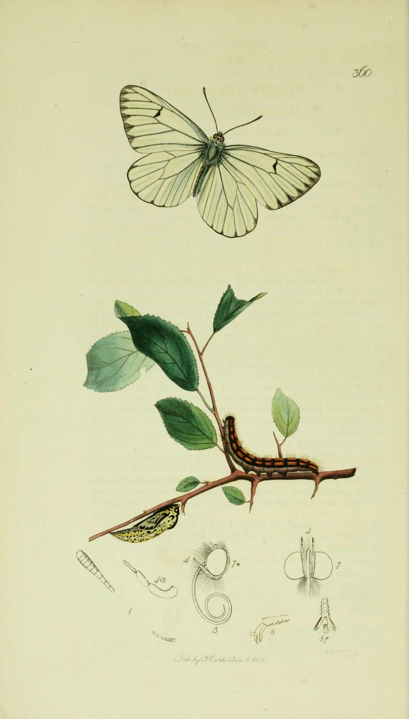 Britishentomologyvolume5Plate360