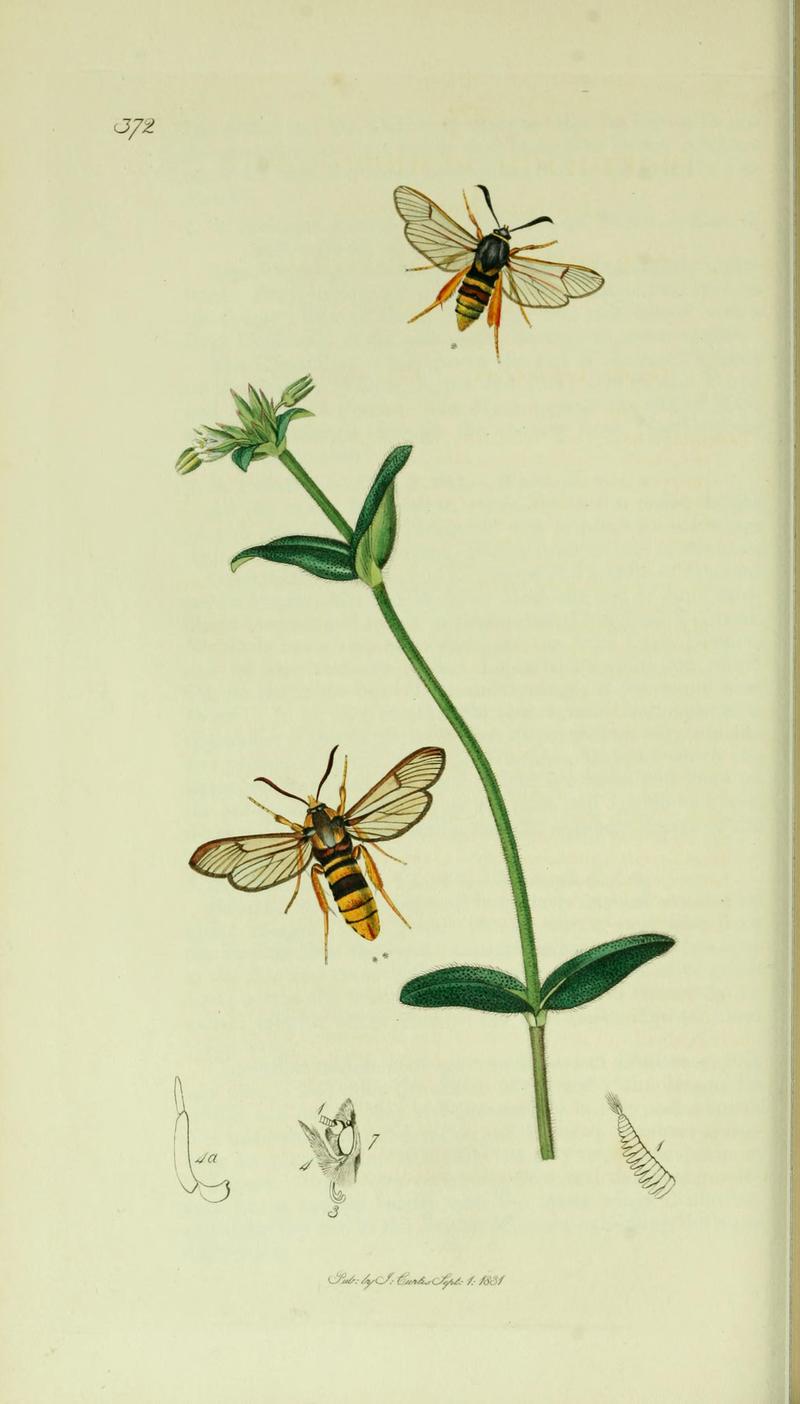 Britishentomologyvolume5Plate372