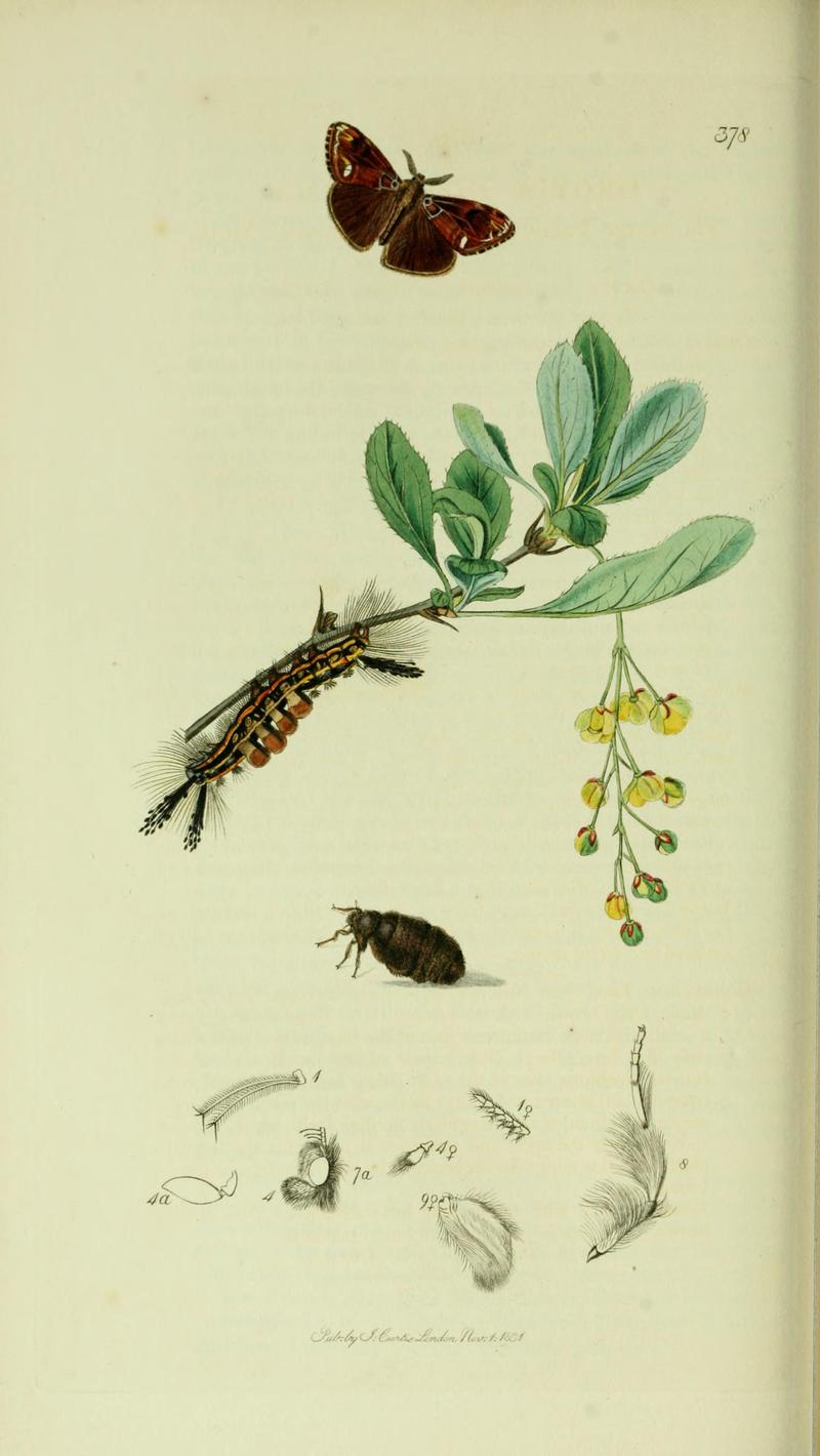 Britishentomologyvolume5Plate378