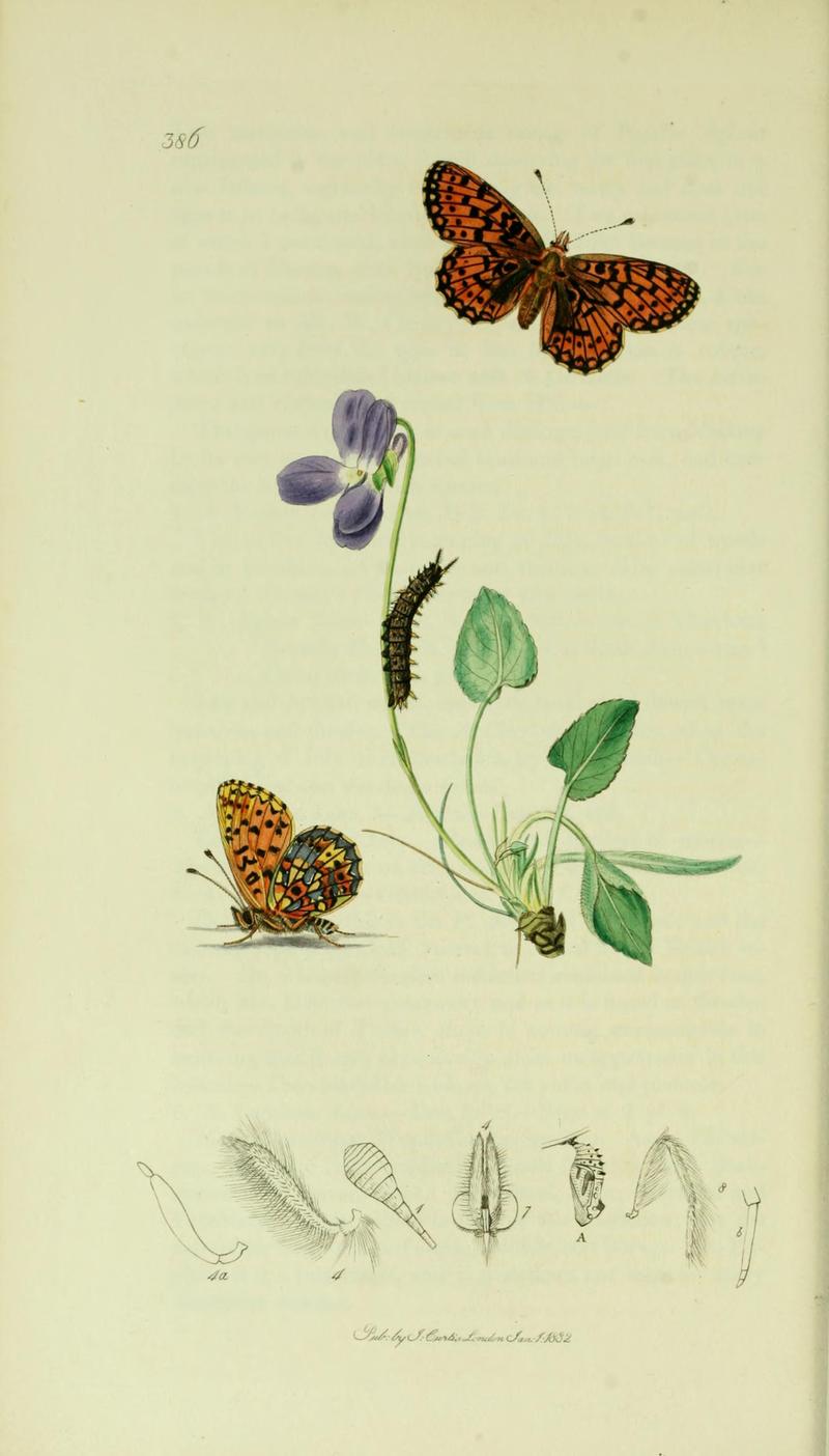 Britishentomologyvolume5Plate386