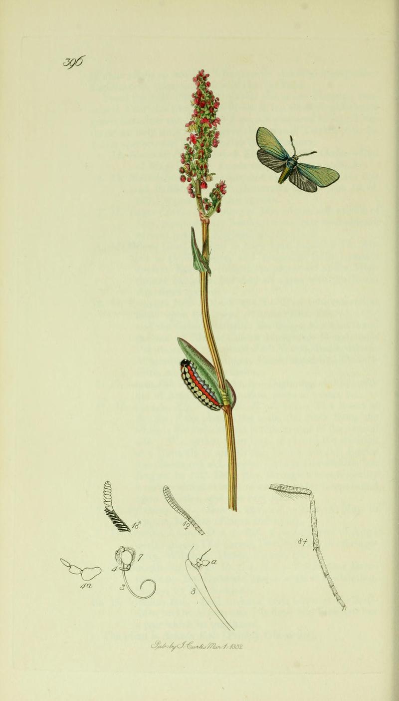 Britishentomologyvolume5Plate396