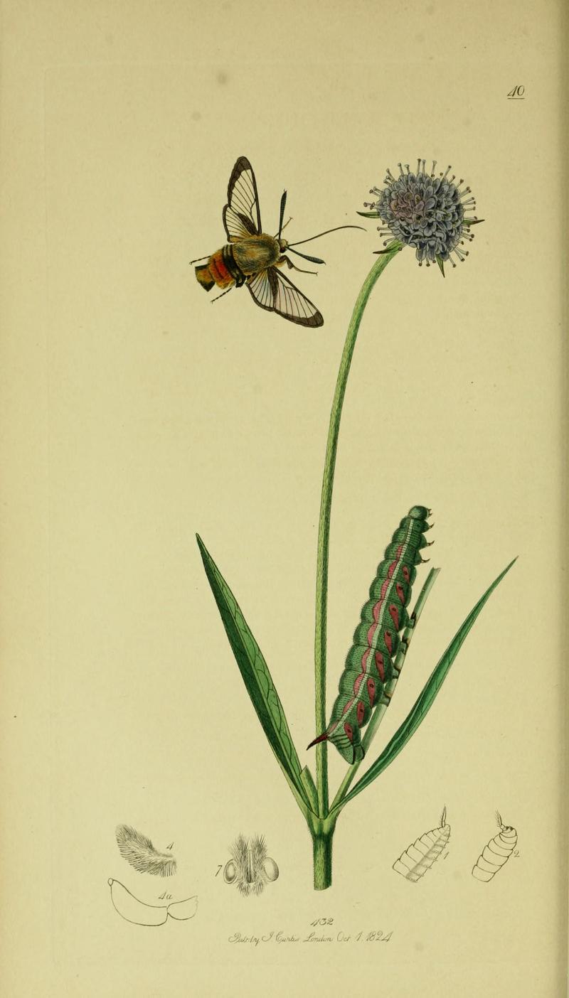 Britishentomologyvolume5Plate40
