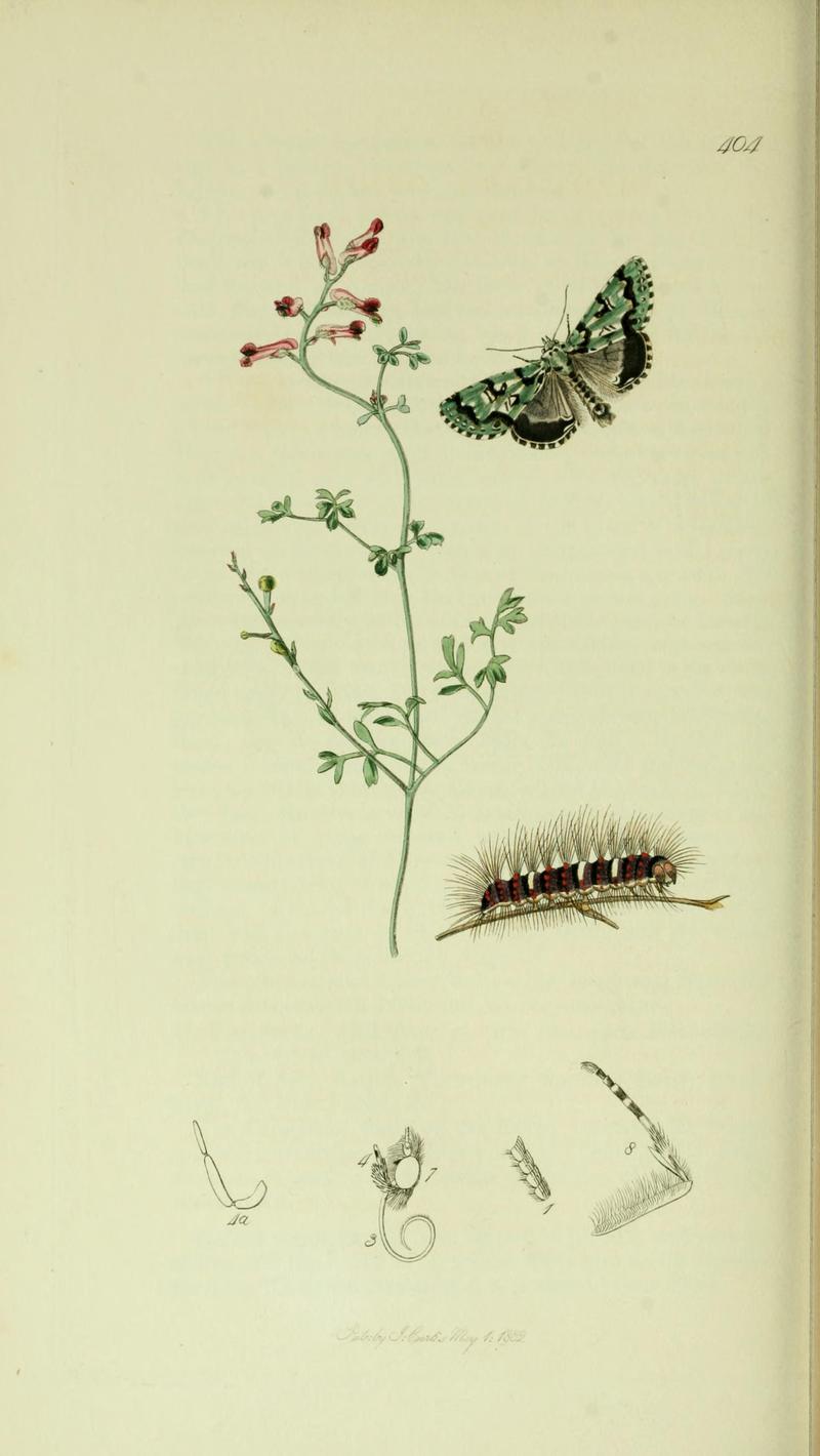 Britishentomologyvolume5Plate404