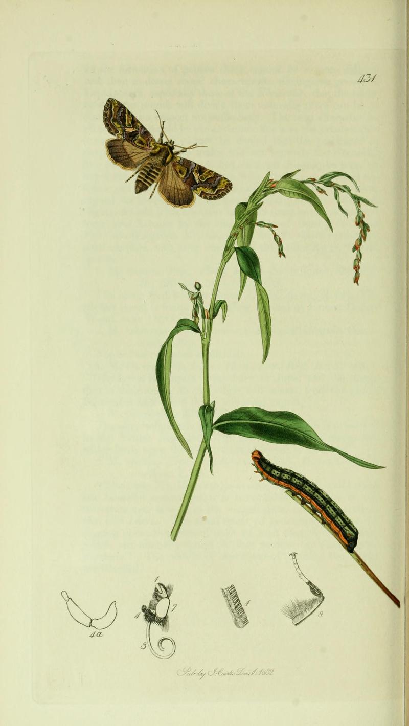 Britishentomologyvolume5Plate431