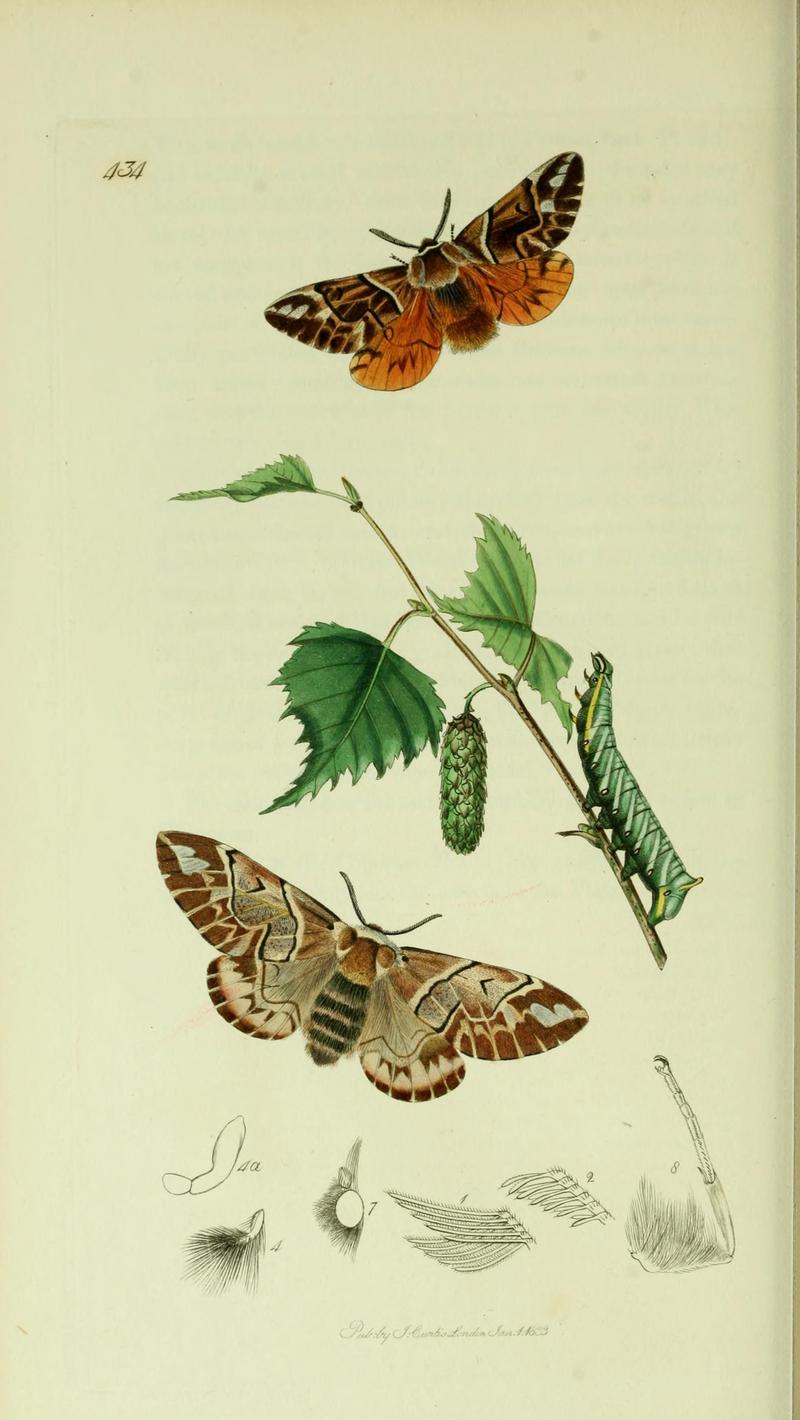 Britishentomologyvolume5Plate434