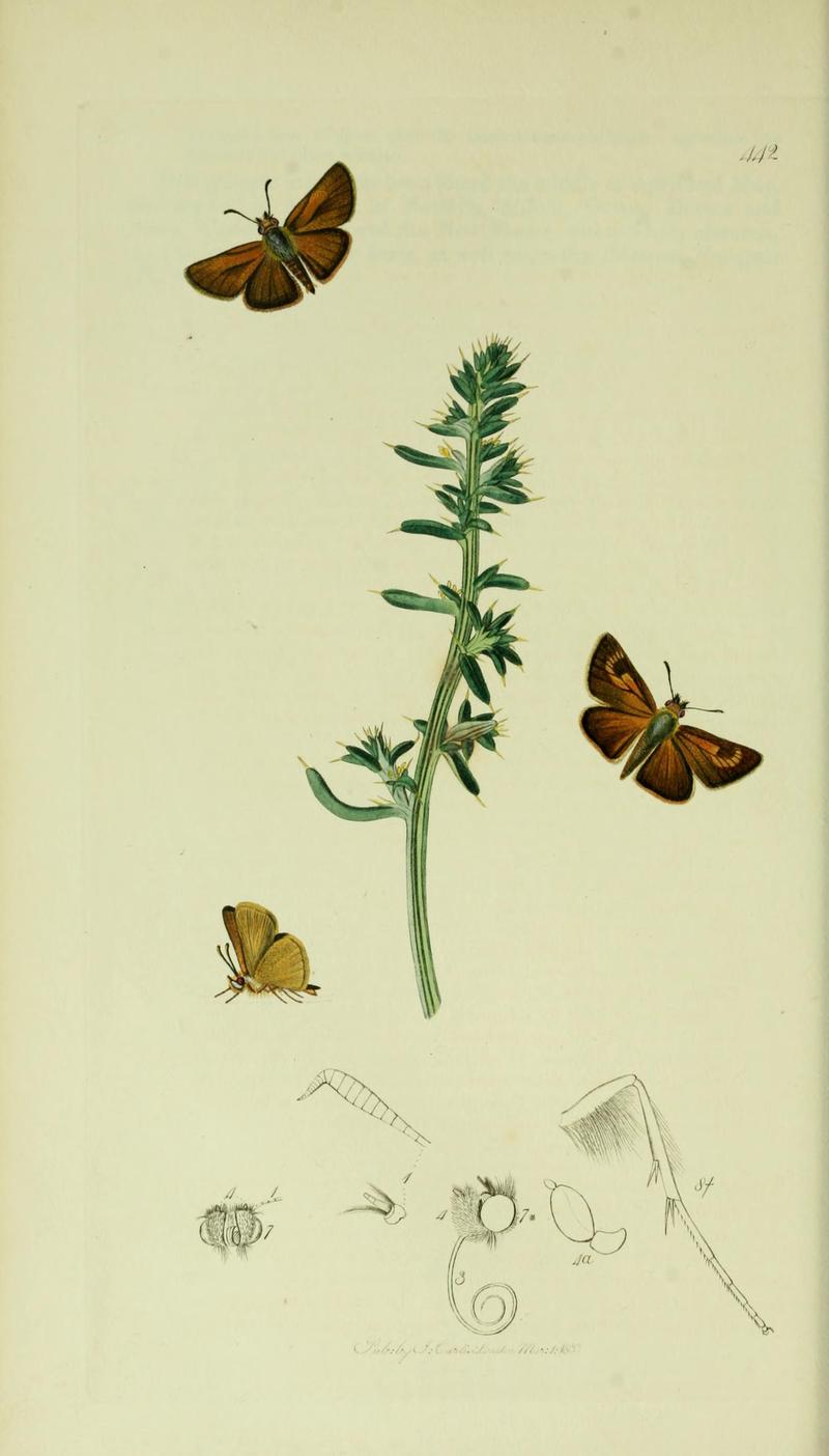 Britishentomologyvolume5Plate442