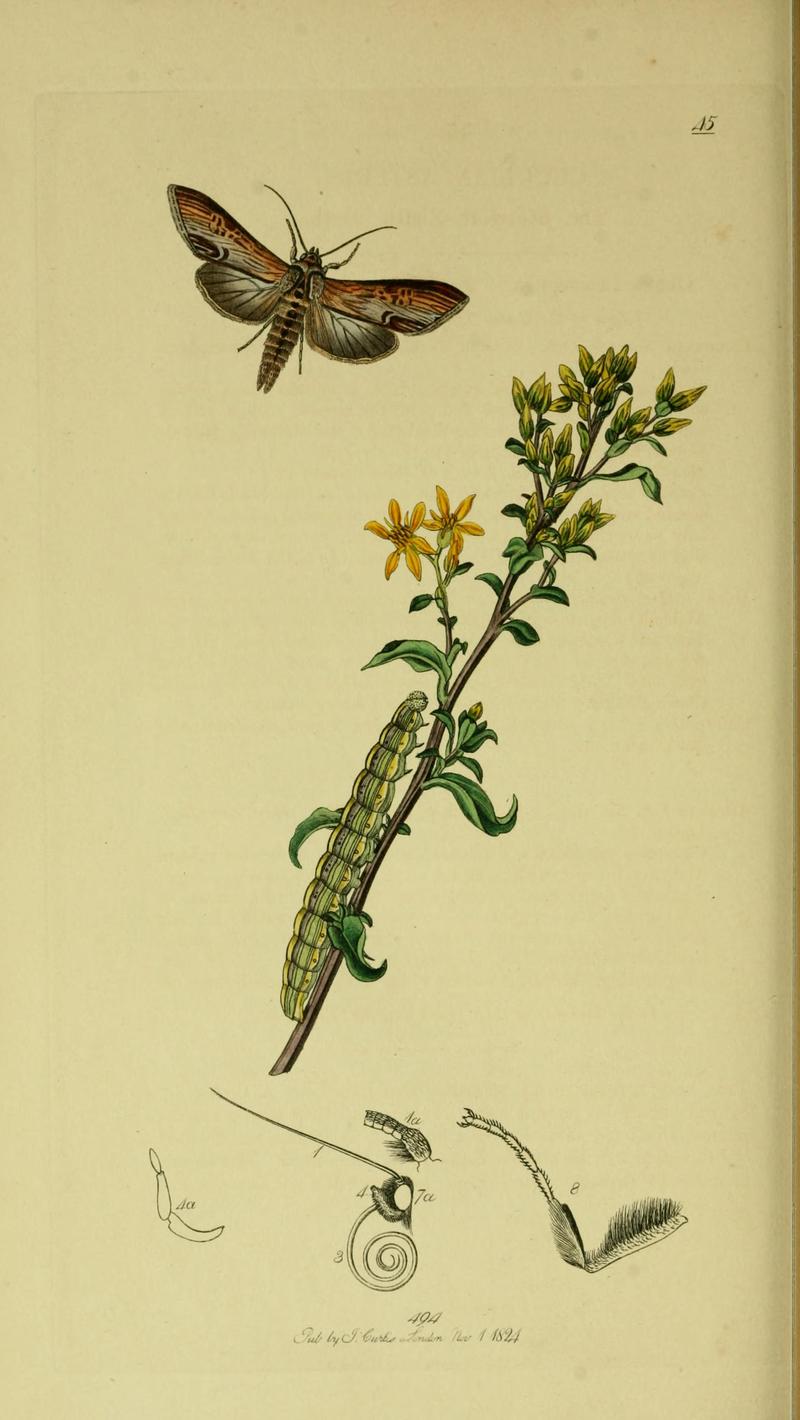 Britishentomologyvolume5Plate45