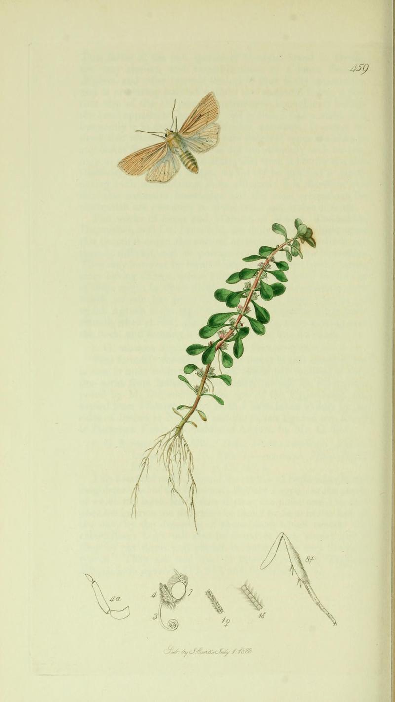 Britishentomologyvolume5Plate459