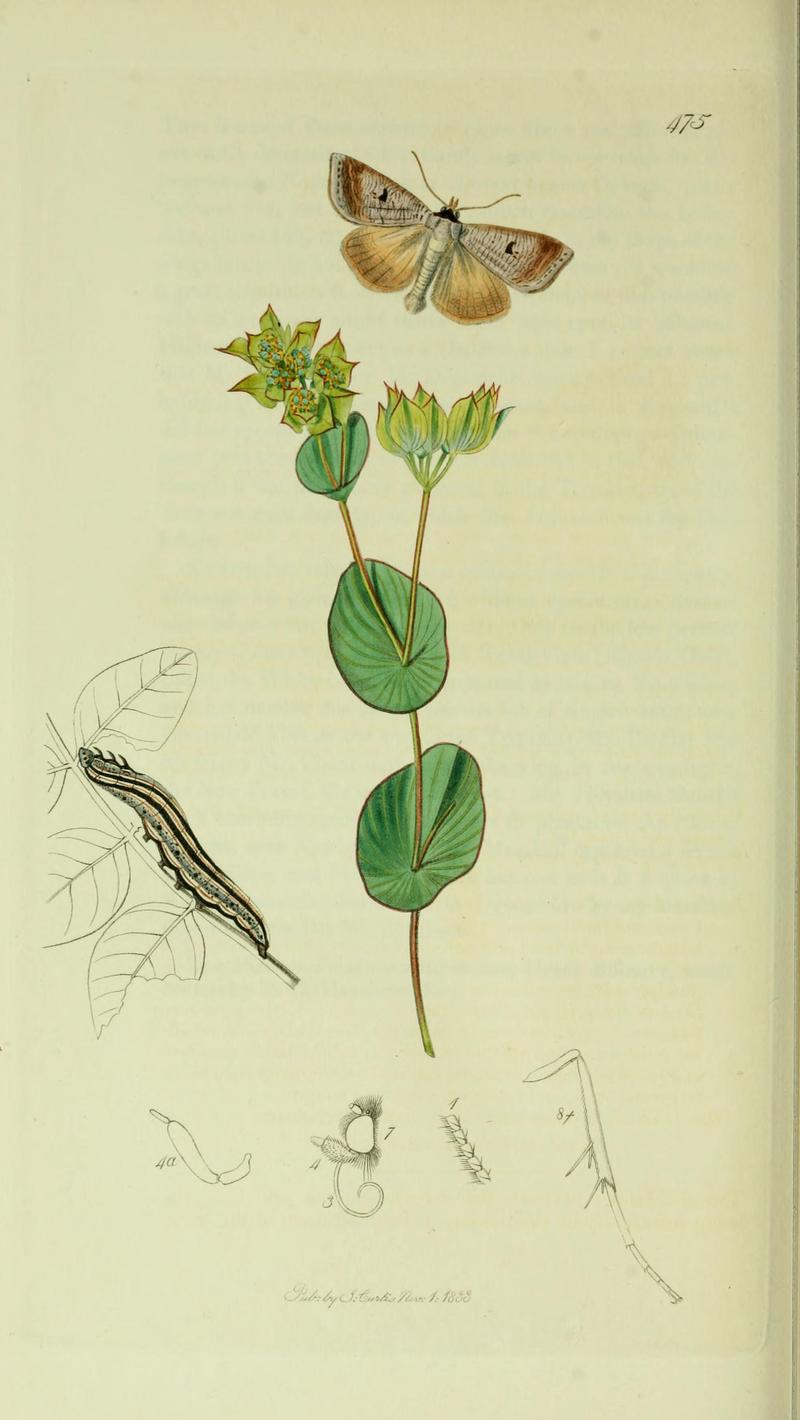 Britishentomologyvolume5Plate475