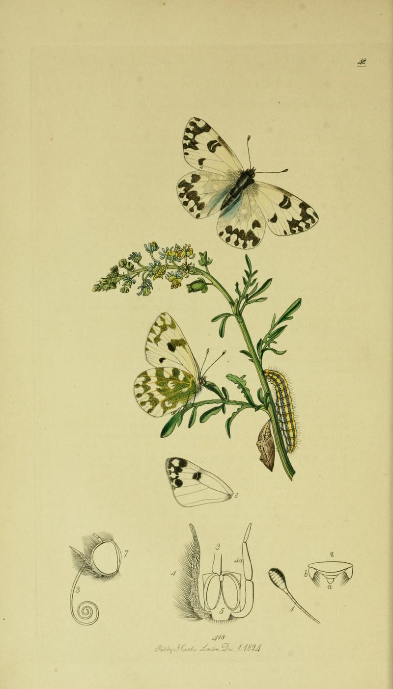 Britishentomologyvolume5Plate48