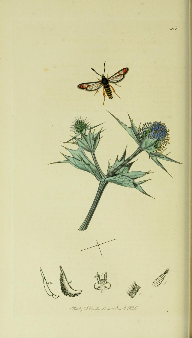 Britishentomologyvolume5Plate53