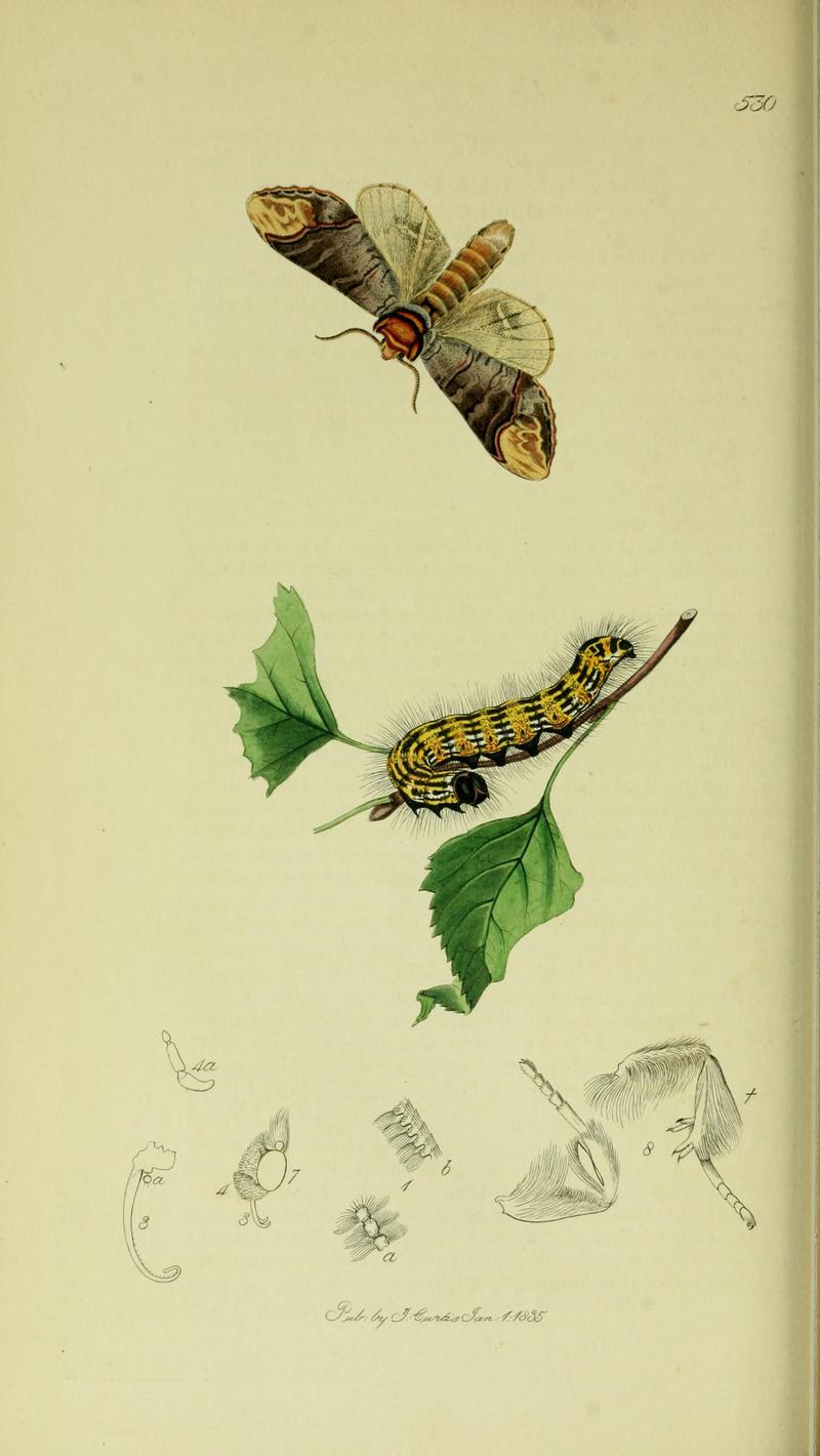 Britishentomologyvolume5Plate530