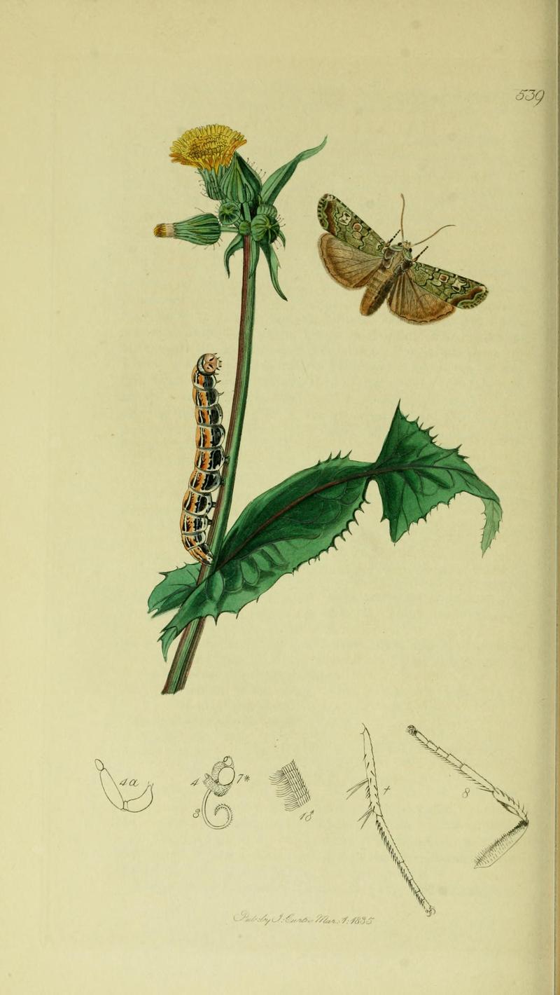 Britishentomologyvolume5Plate539