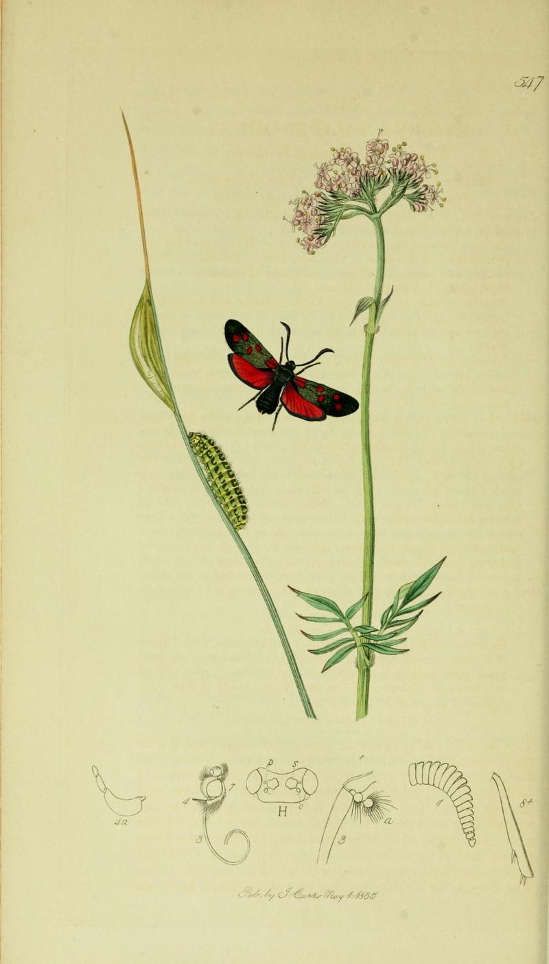 Britishentomologyvolume5Plate547