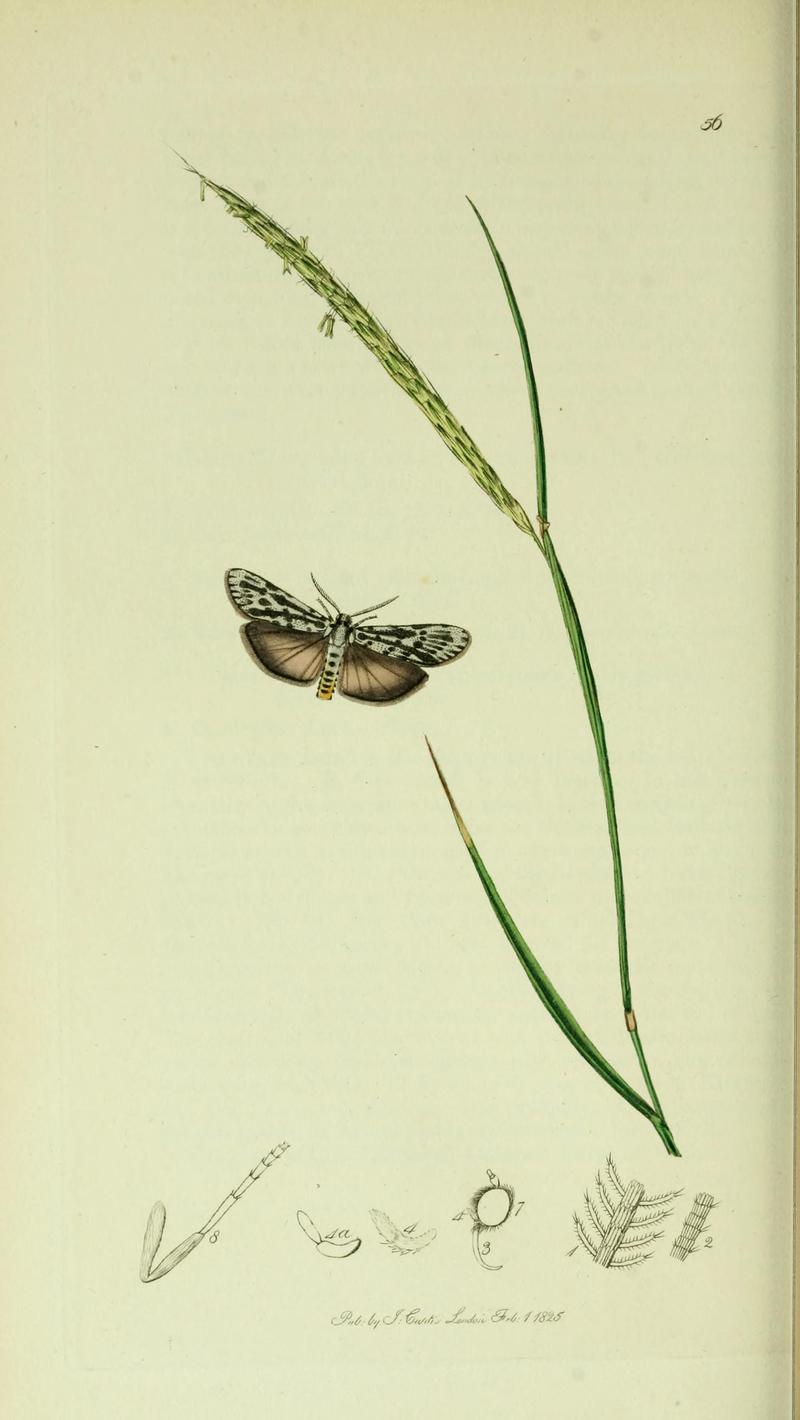 Britishentomologyvolume5Plate56