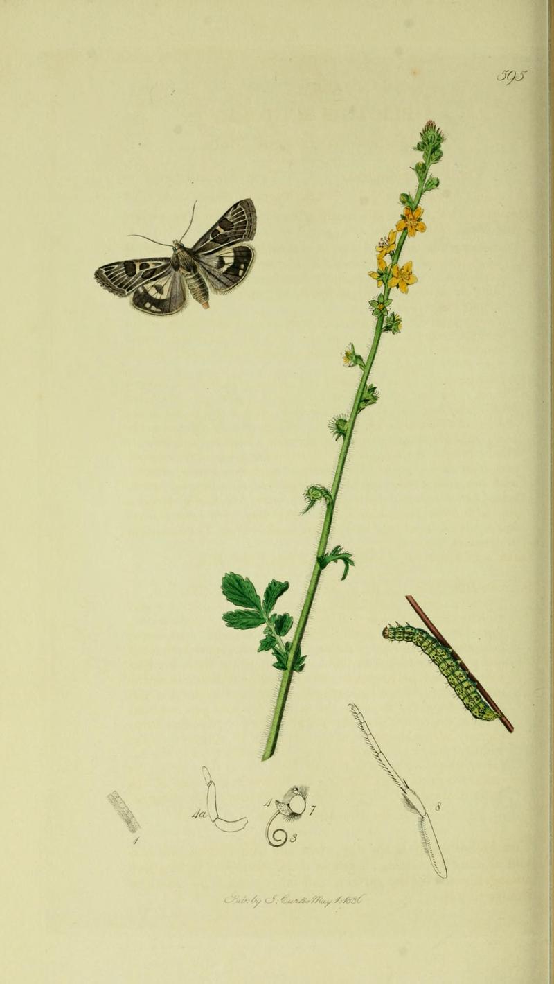 Britishentomologyvolume5Plate595