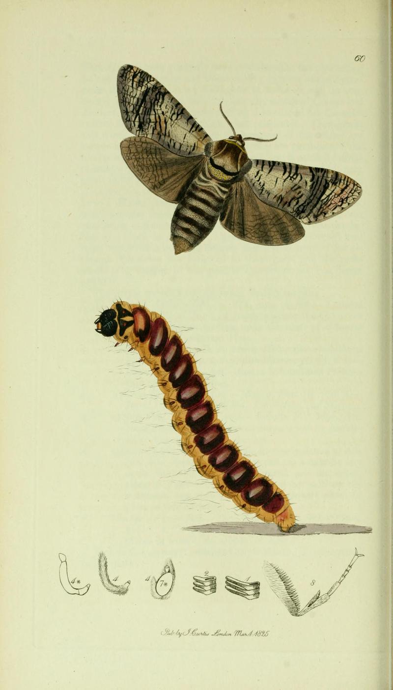 Britishentomologyvolume5Plate60