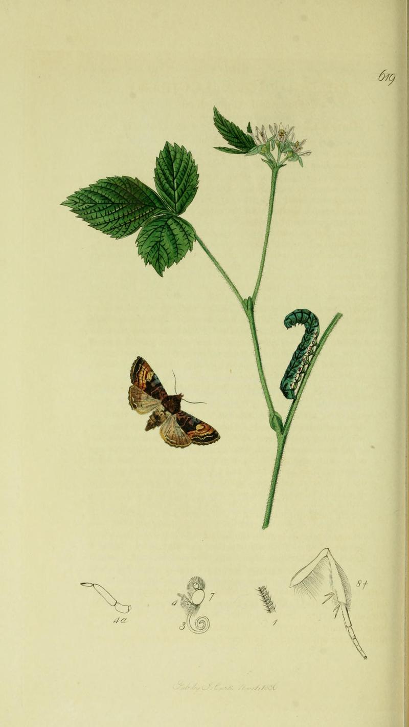 Britishentomologyvolume5Plate619