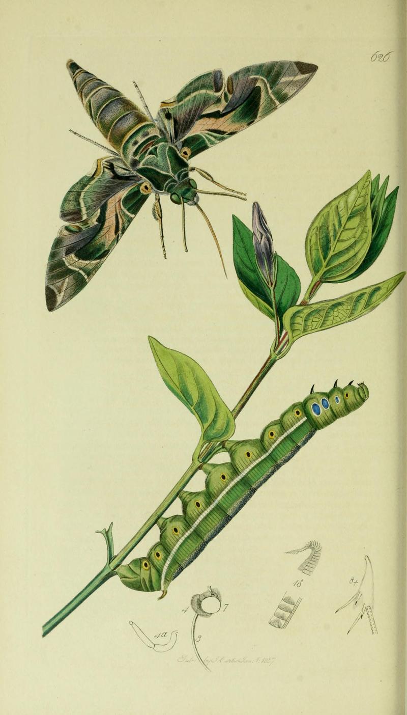 Britishentomologyvolume5Plate626