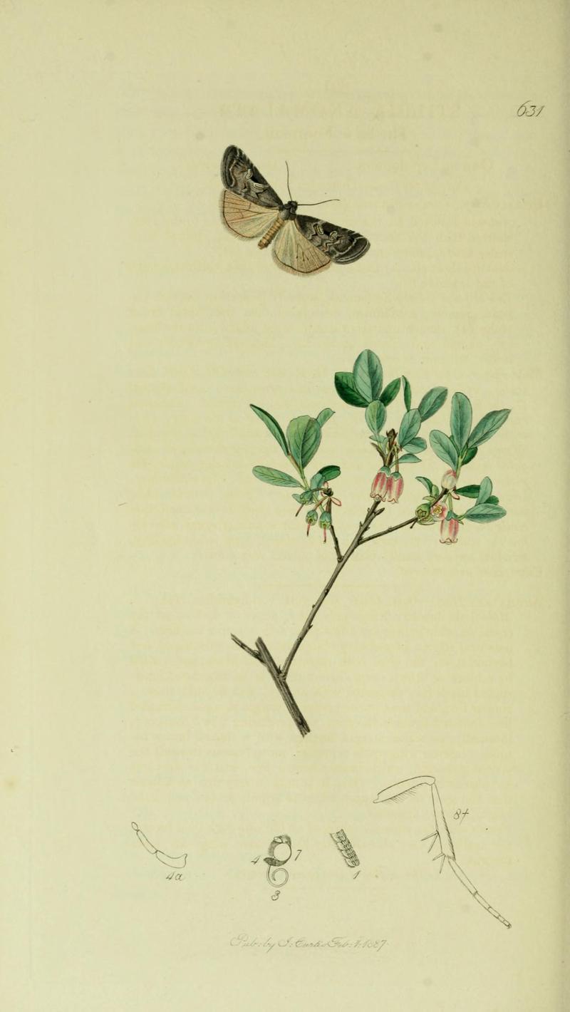 Britishentomologyvolume5Plate631