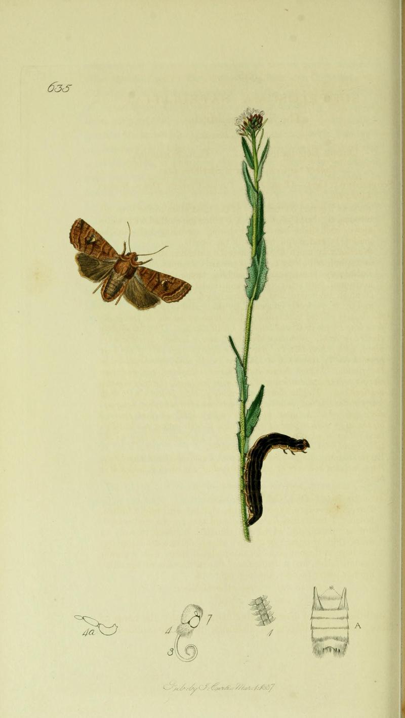 Britishentomologyvolume5Plate635