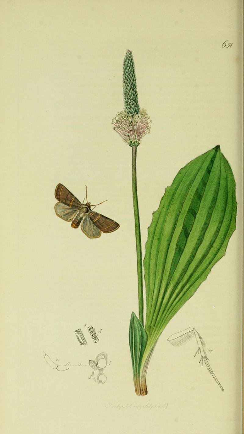 Britishentomologyvolume5Plate651