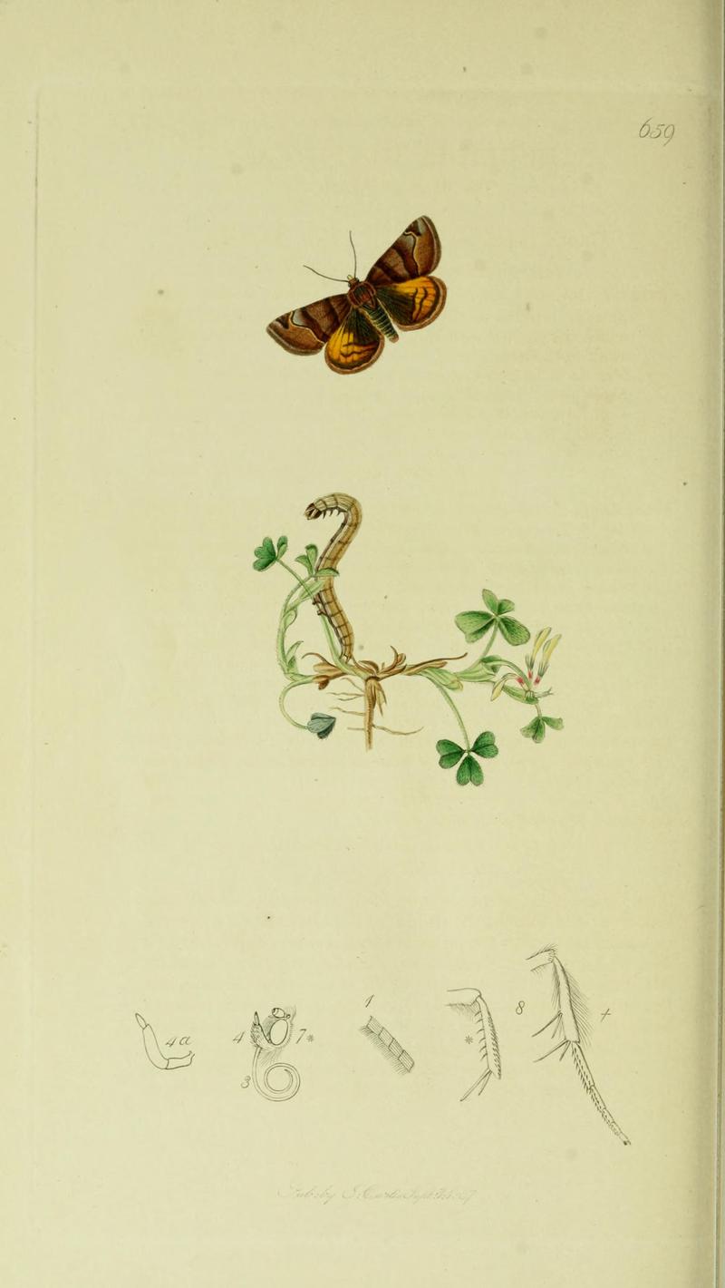 Britishentomologyvolume5Plate659