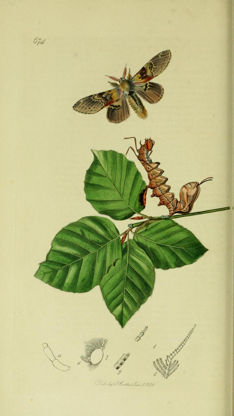 Britishentomologyvolume5Plate674