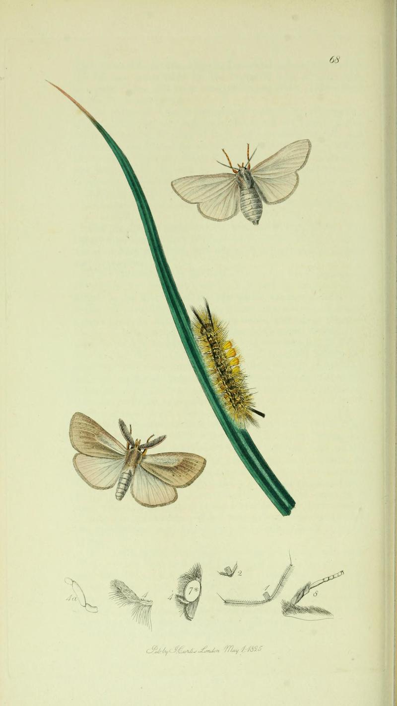 Britishentomologyvolume5Plate68