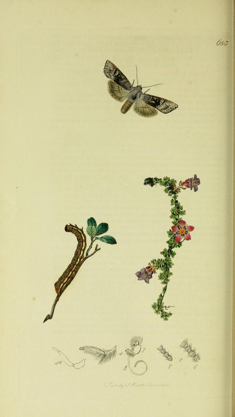 Britishentomologyvolume5Plate683