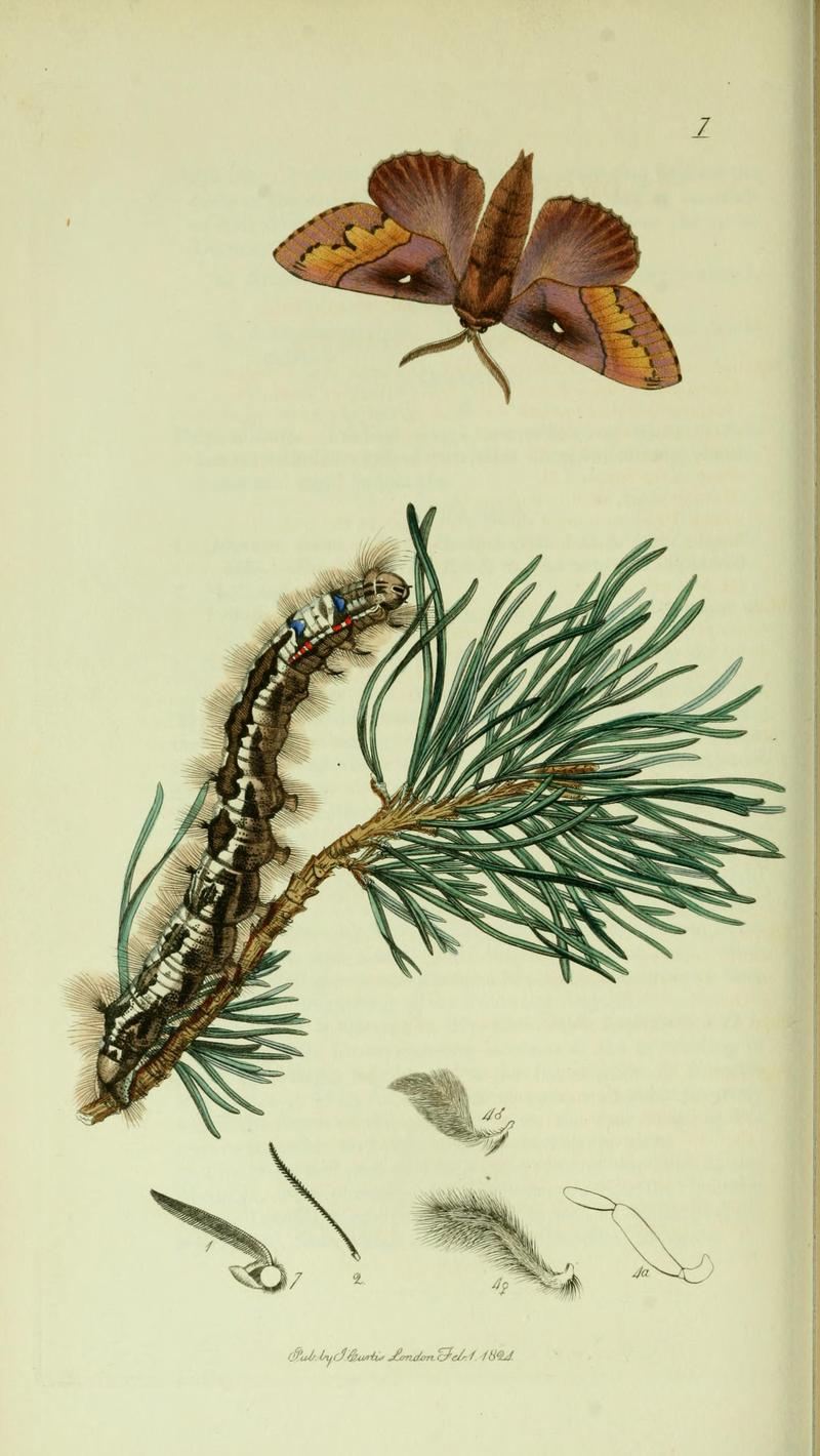 Britishentomologyvolume5Plate7