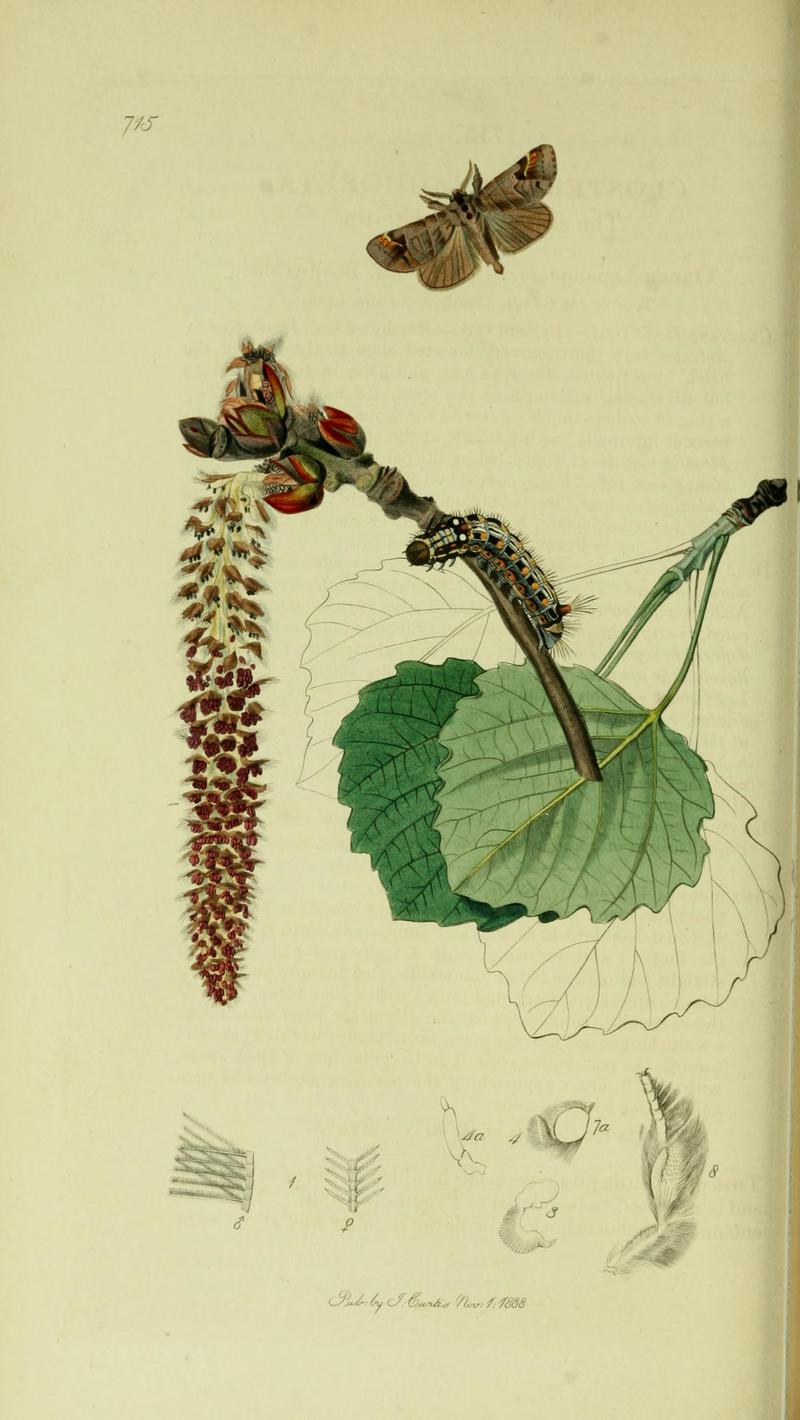 Britishentomologyvolume5Plate715