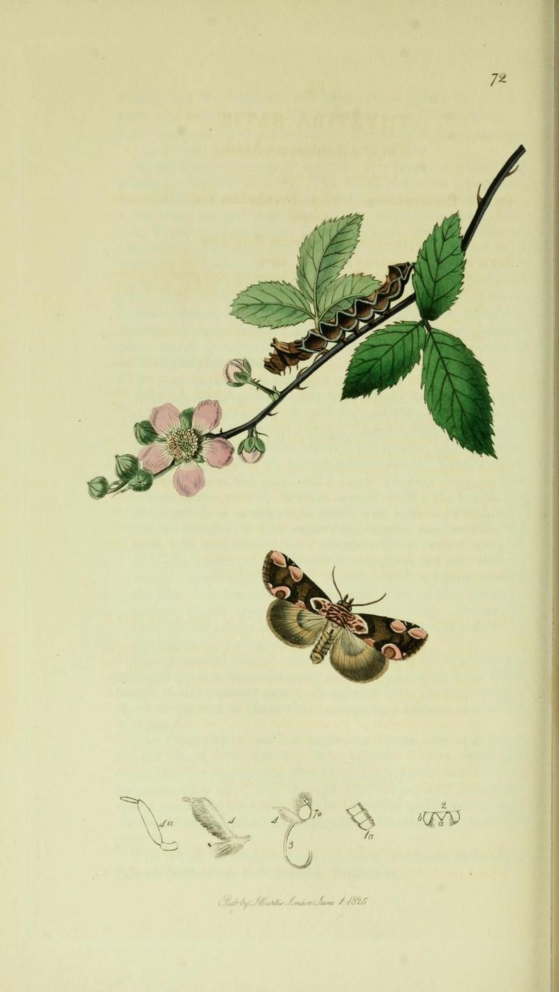 Britishentomologyvolume5Plate72