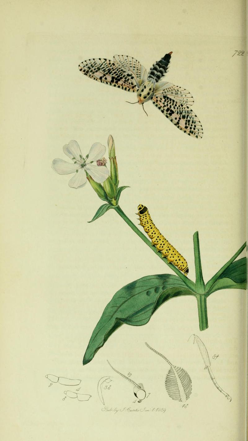 Britishentomologyvolume5Plate722
