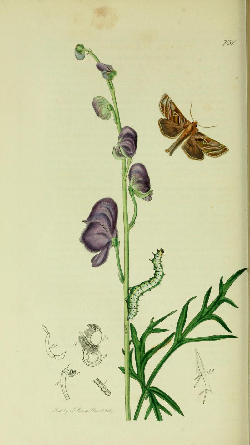 Britishentomologyvolume5Plate731