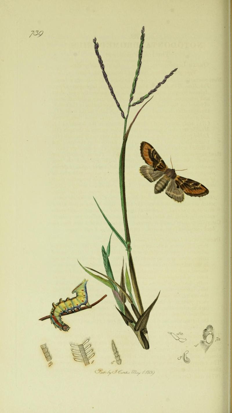 Britishentomologyvolume5Plate739