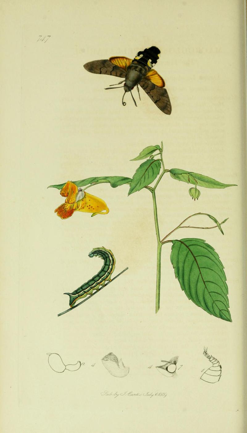 Britishentomologyvolume5Plate747