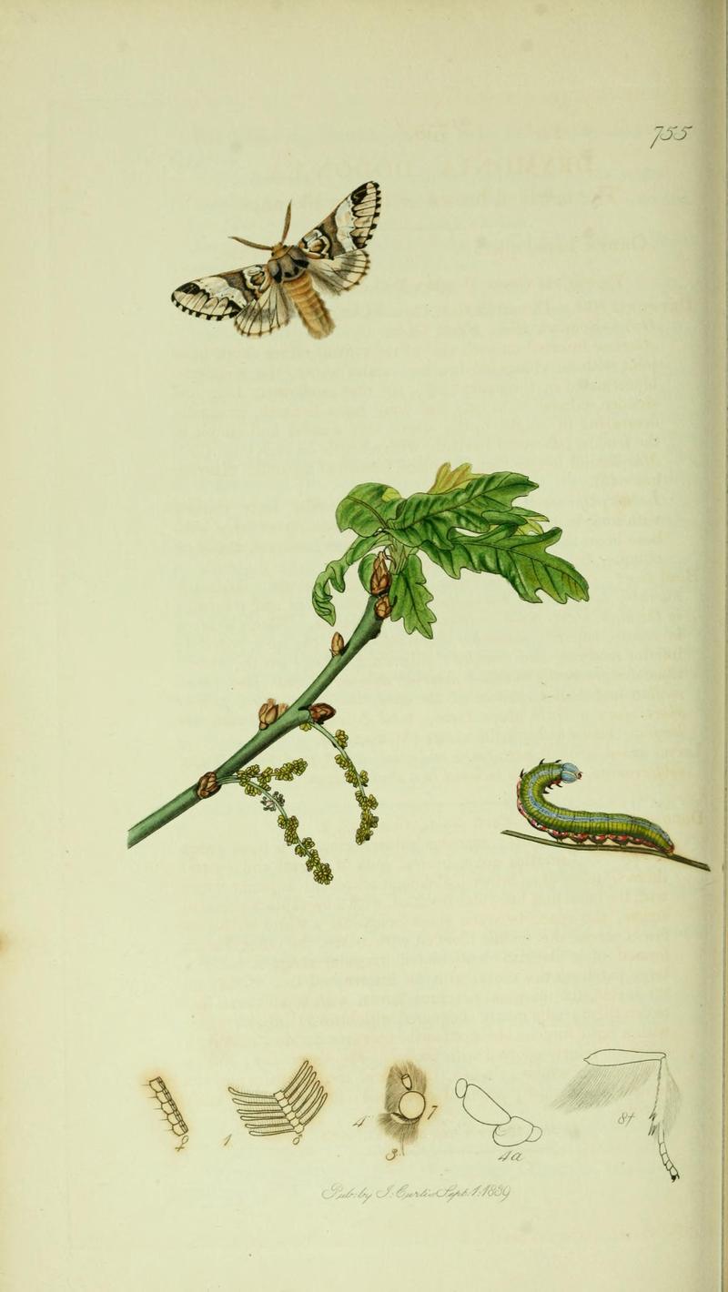 Britishentomologyvolume5Plate755