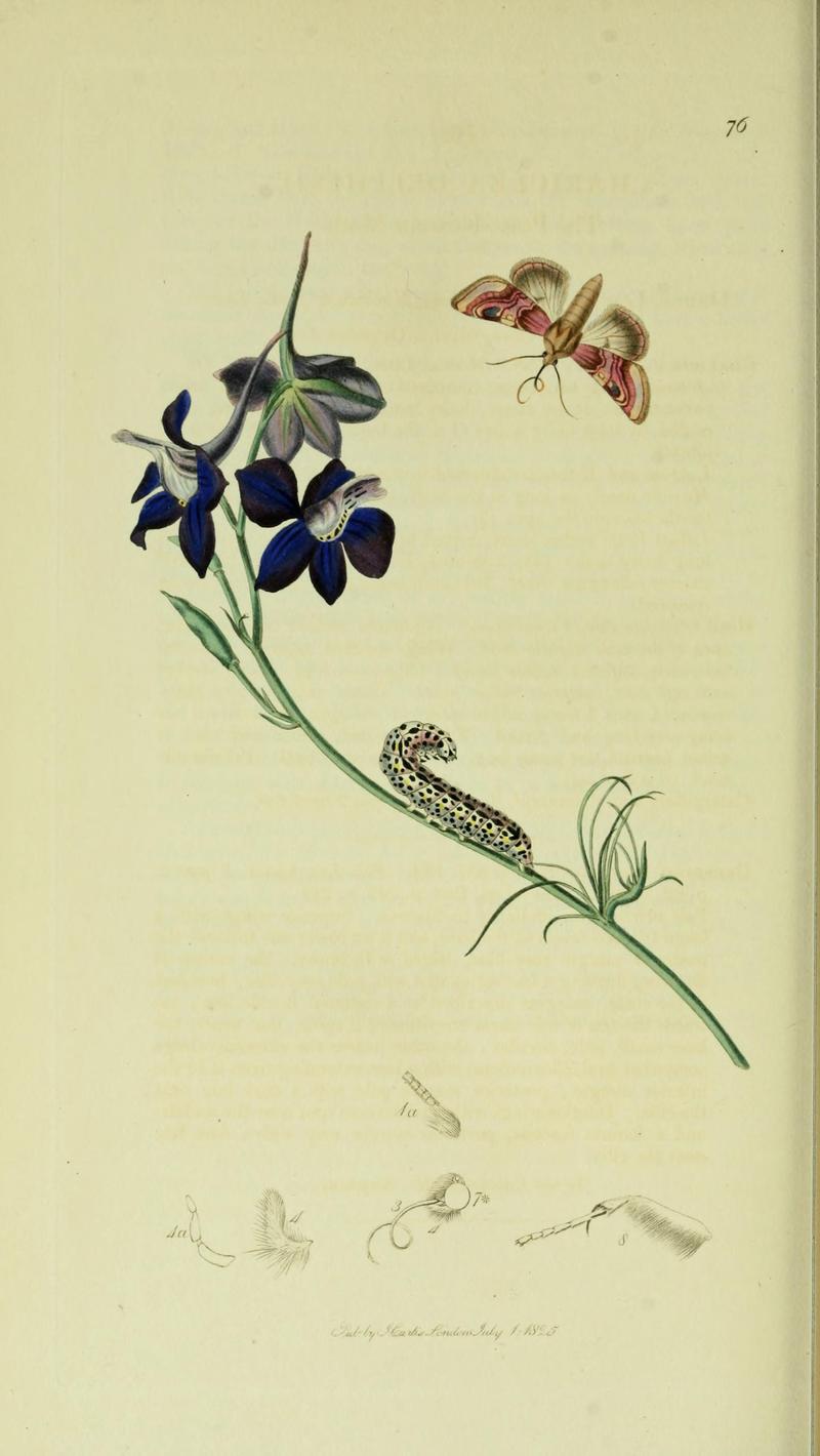 Britishentomologyvolume5Plate76