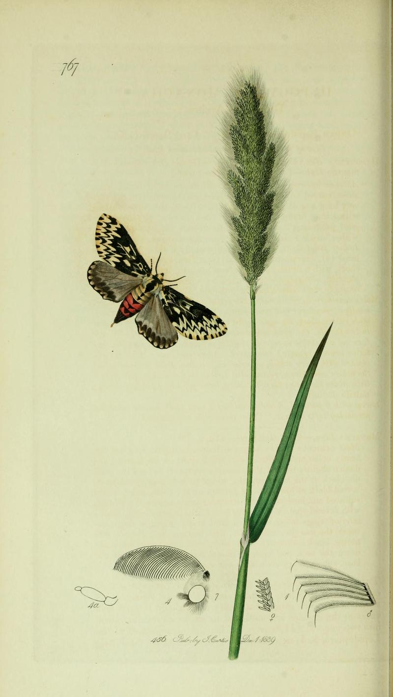 Britishentomologyvolume5Plate767