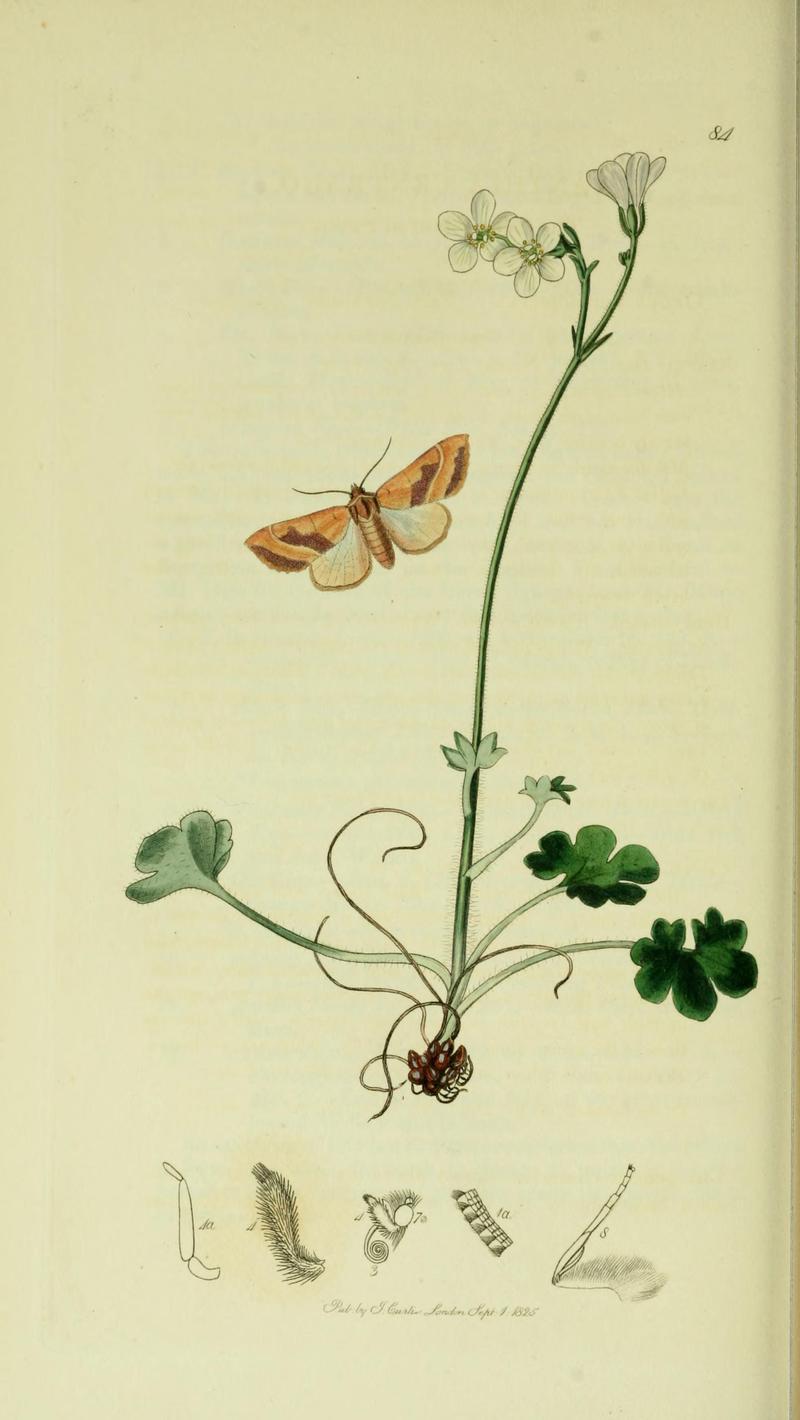 Britishentomologyvolume5Plate84