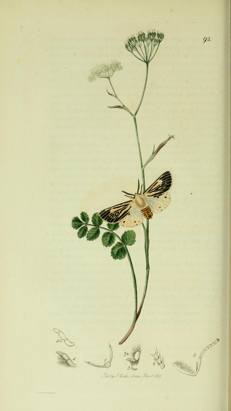 Britishentomologyvolume5Plate92