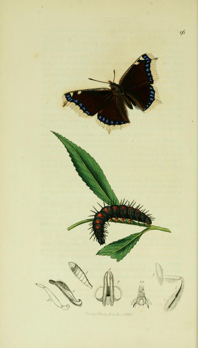 Britishentomologyvolume5Plate96