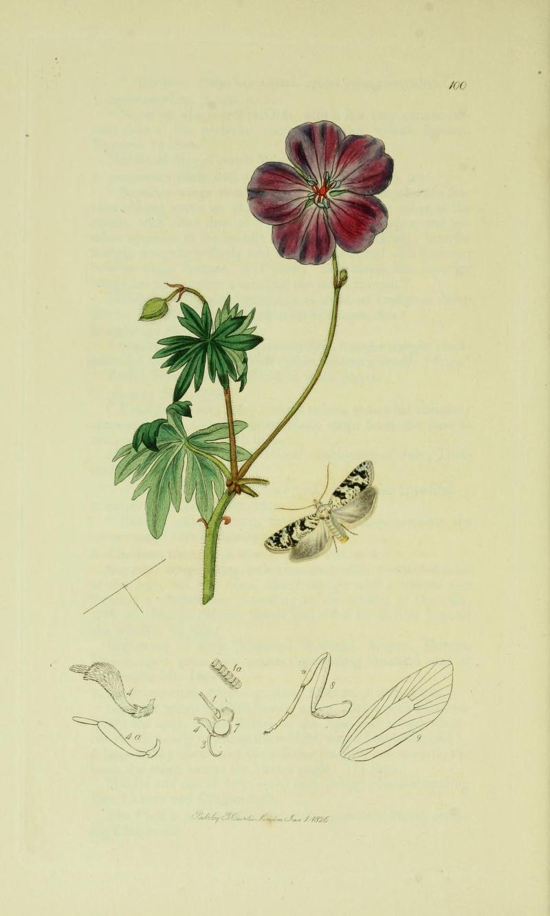 Britishentomologyvolume6Plate100