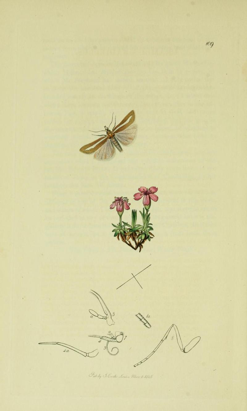 Britishentomologyvolume6Plate109