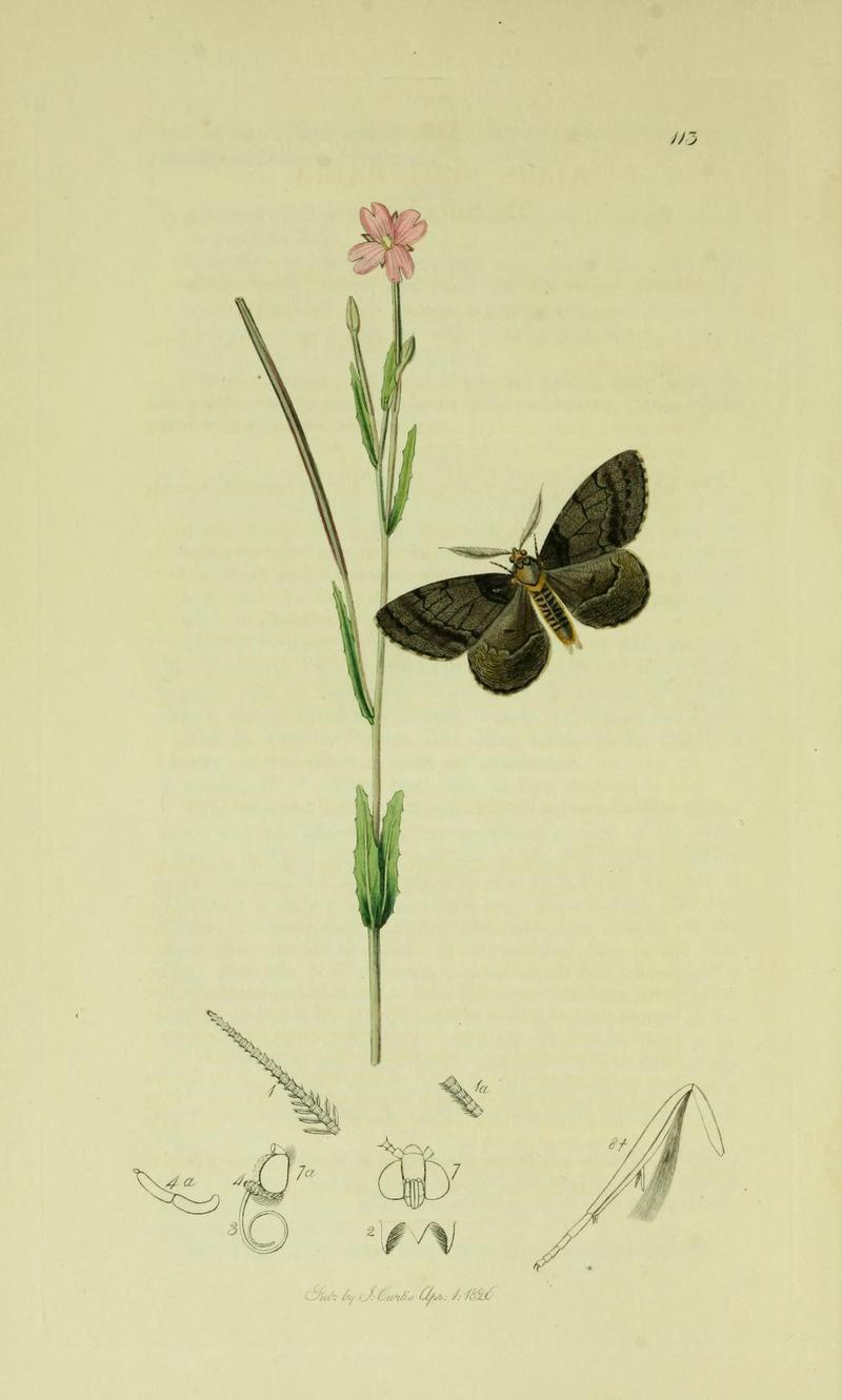 Britishentomologyvolume6Plate113