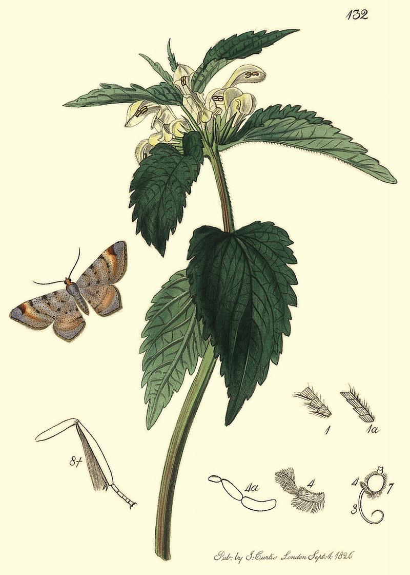 Britishentomologyvolume6Plate132